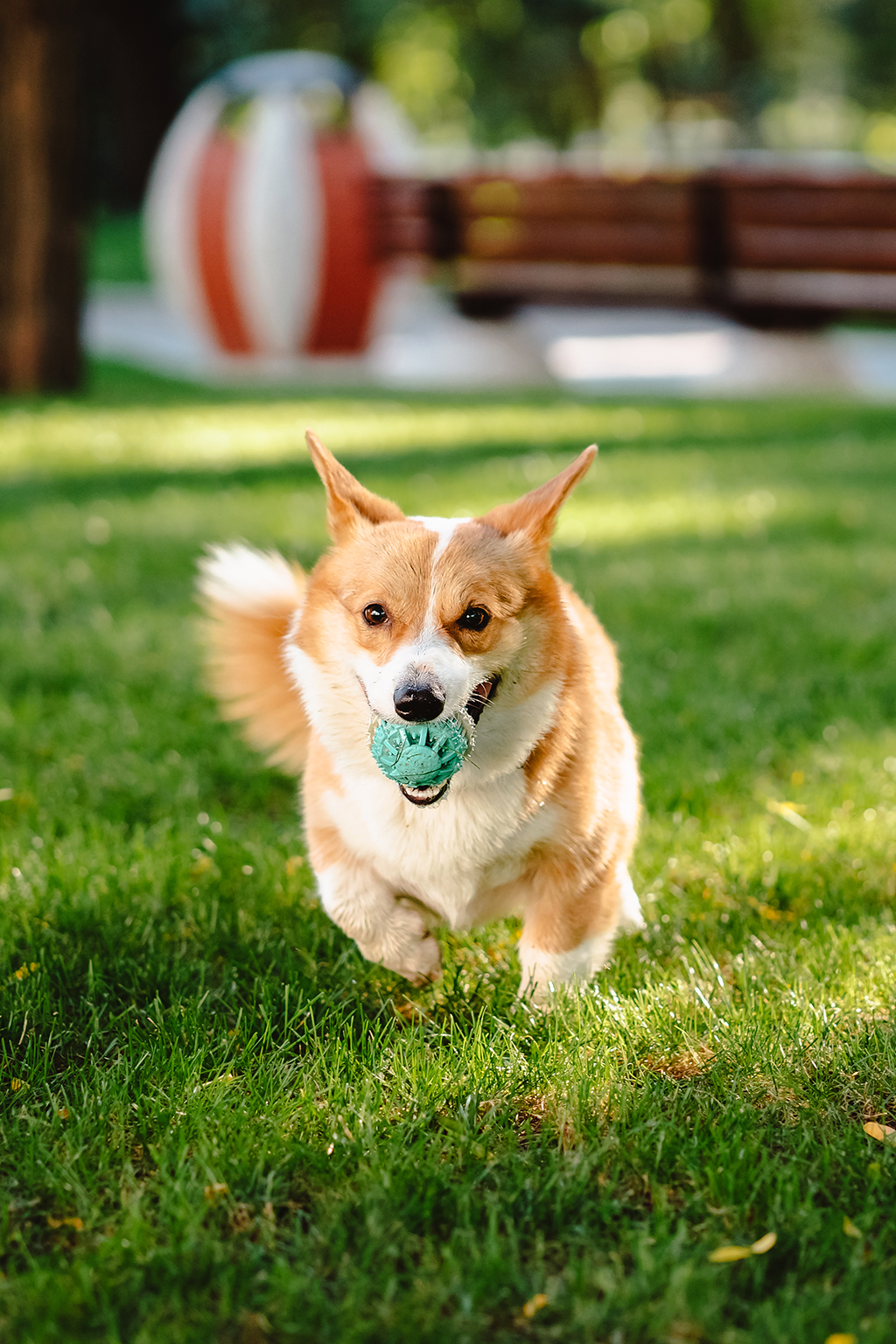 Pet park